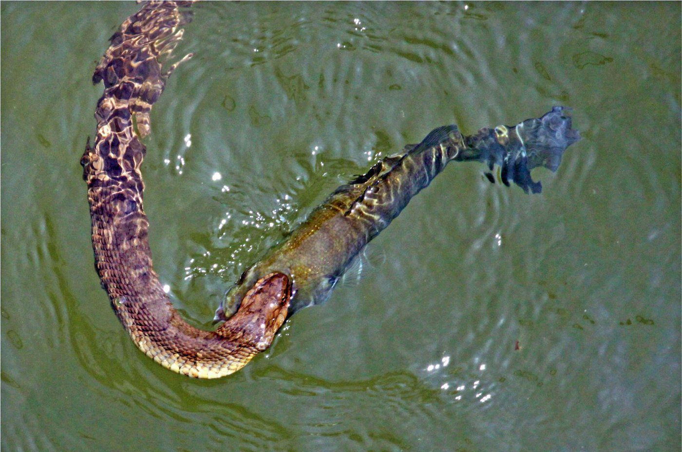 snake 7.jpg